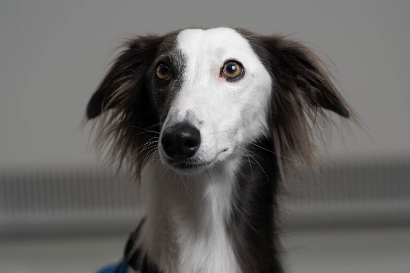 Assistentiehond June van Irene Oerlemans