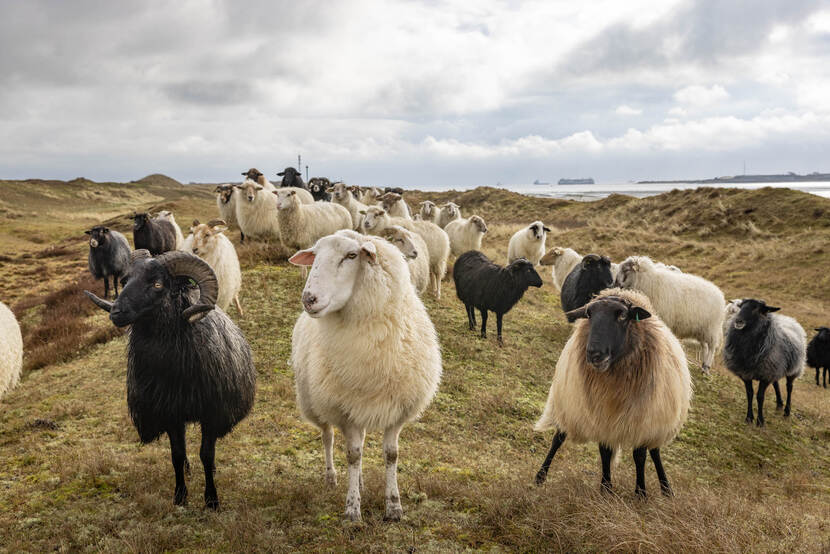 Terreinbeheer Texel