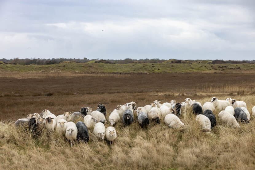 Terreinbeheer Texel