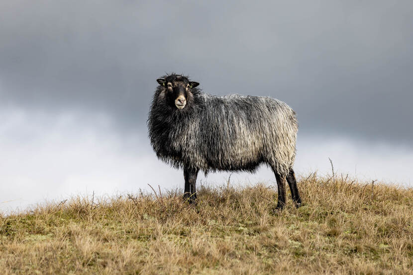 Terreinbeheer Texel